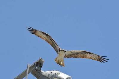 An Osprey landing on a light.